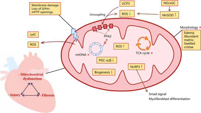 New Study Suggests That Obesity Changes How Cells Function Making It Harder To Lose Weight