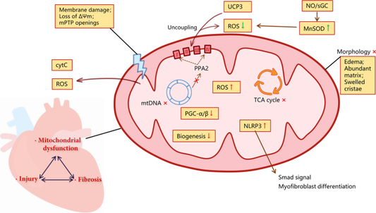 New Study Suggests That Obesity Changes How Cells Function Making It Harder To Lose Weight