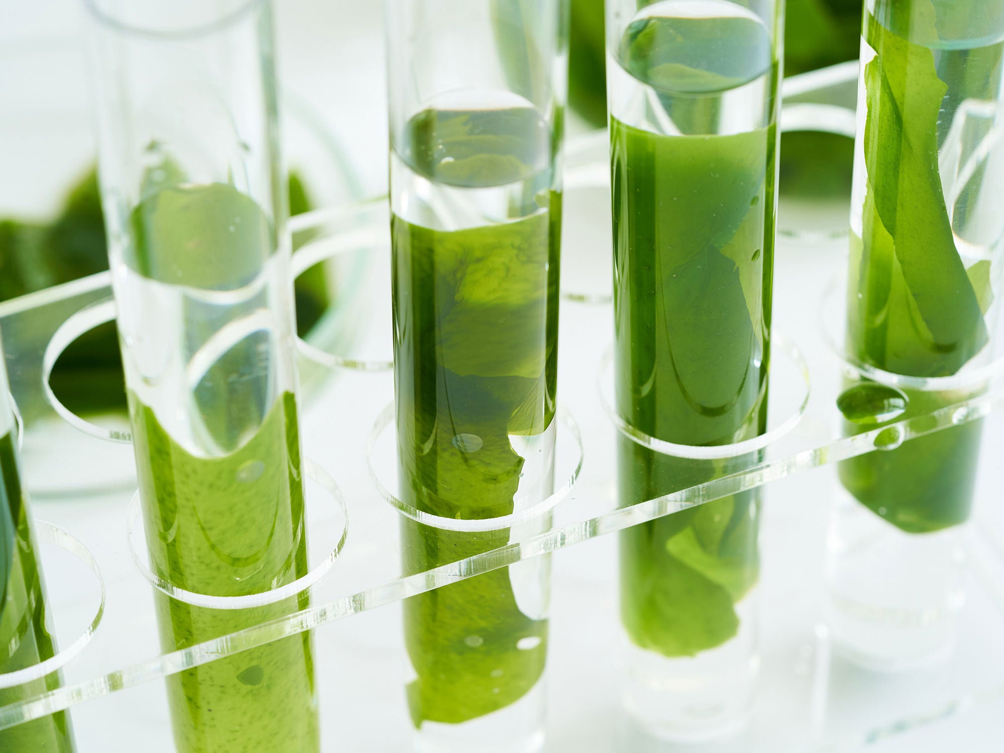 Algae Oil vs Fish Oil – HLTH Magazine